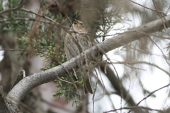 Sicalis flaveola pelzelni