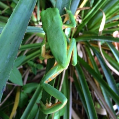 Southern Walking Leaf Frog photo 4