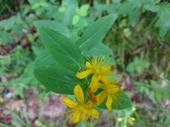 Hypericum graveolens