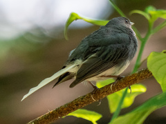 Junco hyemalis carolinensis