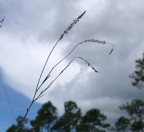 Polygala leptocaulis image