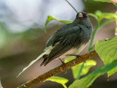 Junco hyemalis carolinensis