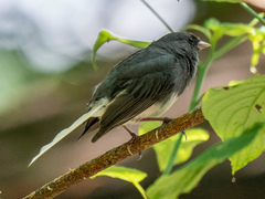 Junco hyemalis carolinensis