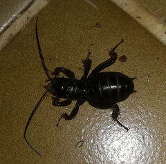Stenopelmatus minor