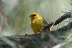Sicalis flaveola pelzelni
