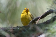 Sicalis flaveola pelzelni
