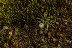 Disterigma empetrifolium