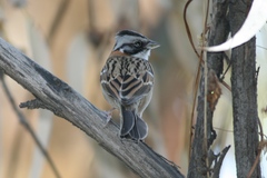 Zonotrichia capensis