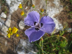 Moraea calcicola