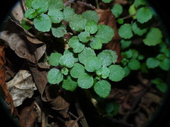 Australina pusilla pusilla