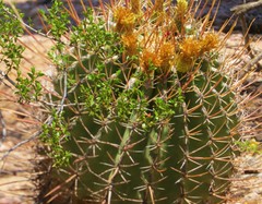 Ferocactus emoryi rectispinus