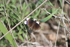 Pholisora mejicanus