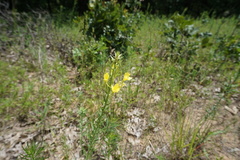 Oenothera clelandii