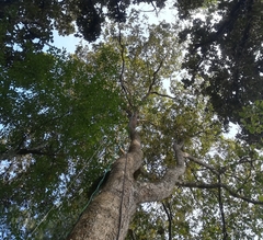 Quercus segoviensis
