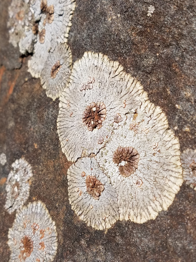 bullseye lichens