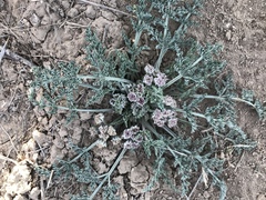 Vesper montanus