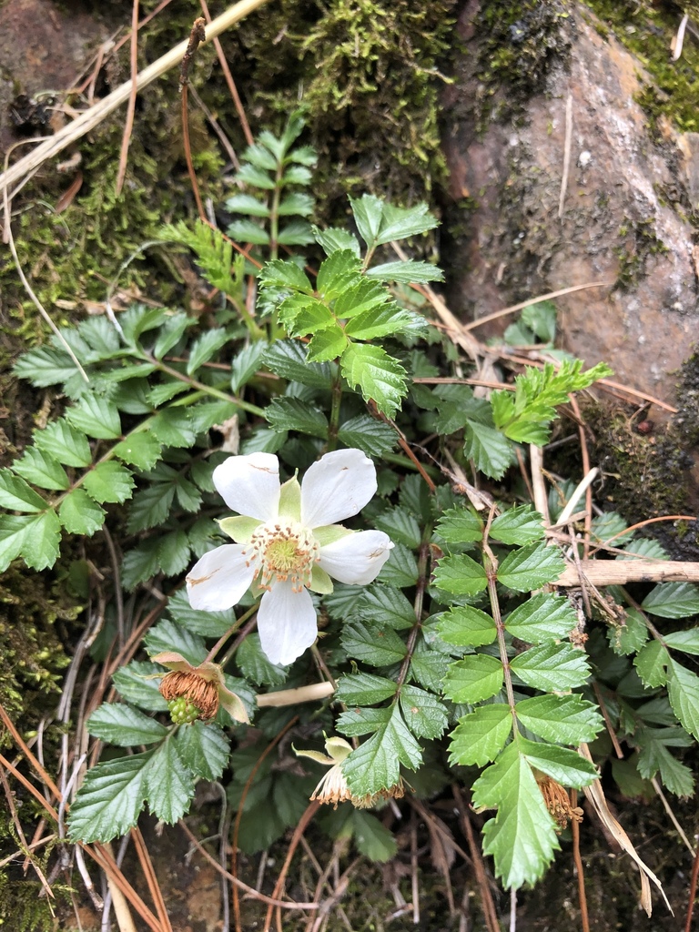 Rubus taiwanicola
