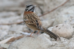 Zonotrichia capensis