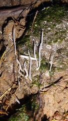 Clavulina geoglossoides image