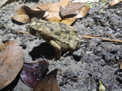 Rhinella beebei
