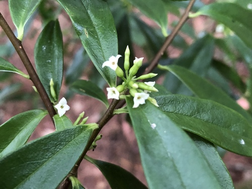Daphne arisanensis (Daphne arisanensis)