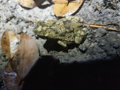 Rhinella beebei