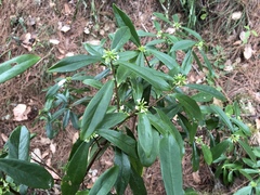 Daphne arisanensis