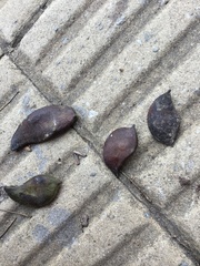 Libidibia paraguariensis