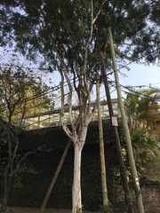 Libidibia paraguariensis