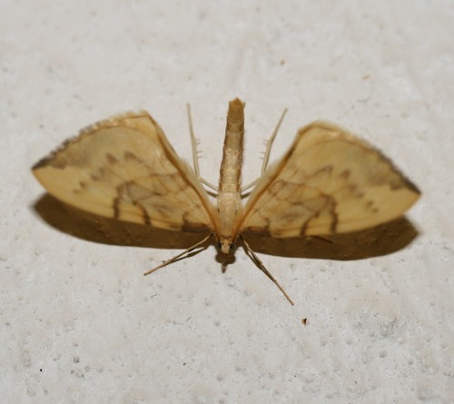 Photo of Barred Straw (Gandaritis pyraliata)