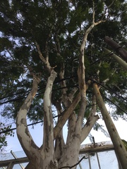 Libidibia paraguariensis