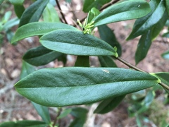 Daphne arisanensis
