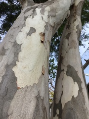 Libidibia paraguariensis