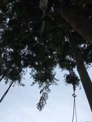 Libidibia paraguariensis