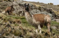 Lama glama