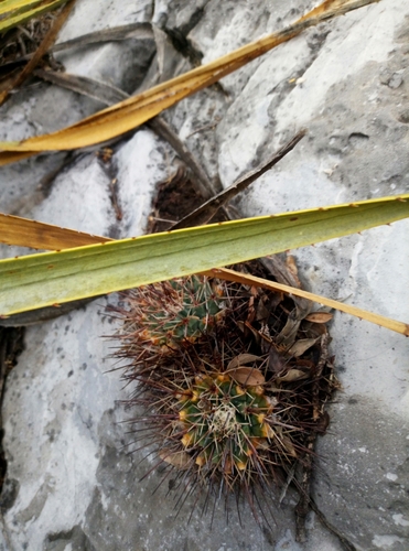 Mammillaria melanocentra