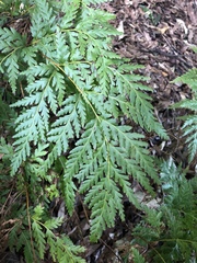 Loxsoma cunninghamii