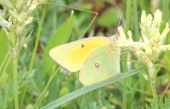 Colias christina