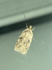 Agonopterix canadensis