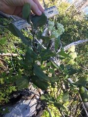 Ceanothus velutinus velutinus