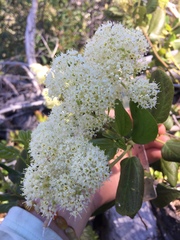 Ceanothus velutinus velutinus