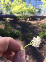 Ceanothus velutinus velutinus