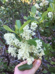 Ceanothus velutinus velutinus