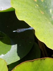 Argia vivida
