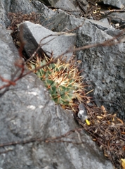 Mammillaria melanocentra melanocentra