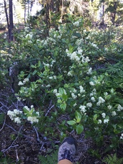 Ceanothus velutinus velutinus