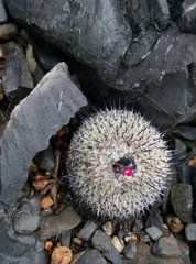 Epithelantha unguispina