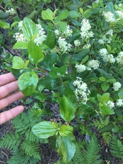 Ceanothus velutinus velutinus