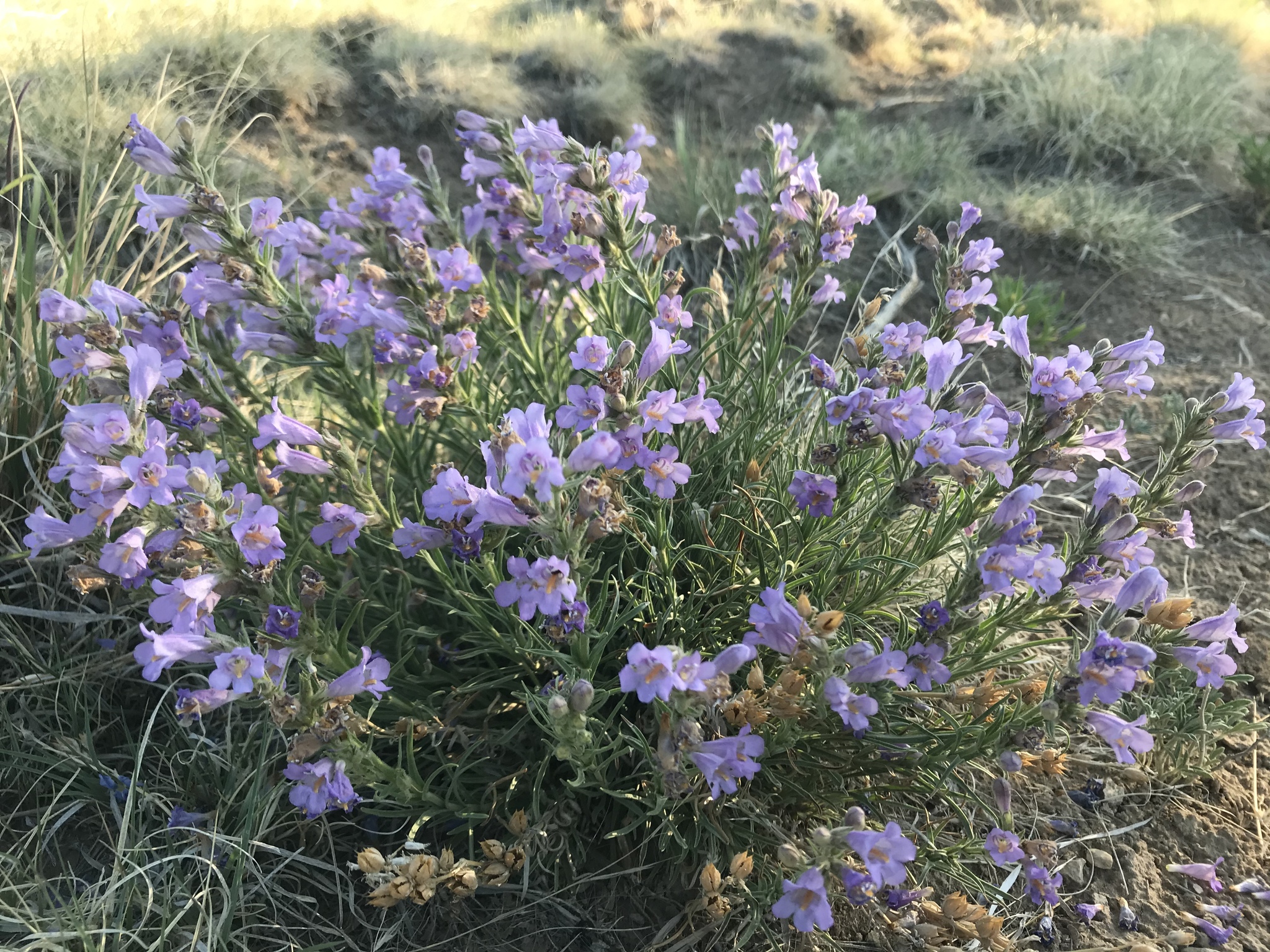 Penstemon auriberbis