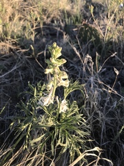 Delphinium carolinianum